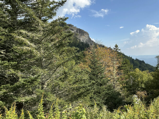 Leaf color is starting to change in higher elevations such as at Devil's Courthouse on the Blue Ridge Parkway.
