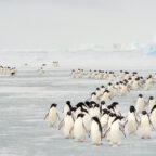 A large group of penguins is walking on ice.