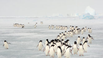 A large group of penguins is walking on ice.