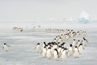 A large group of penguins is walking on ice.