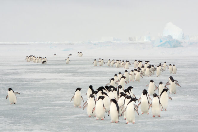 A large group of penguins is walking on ice.