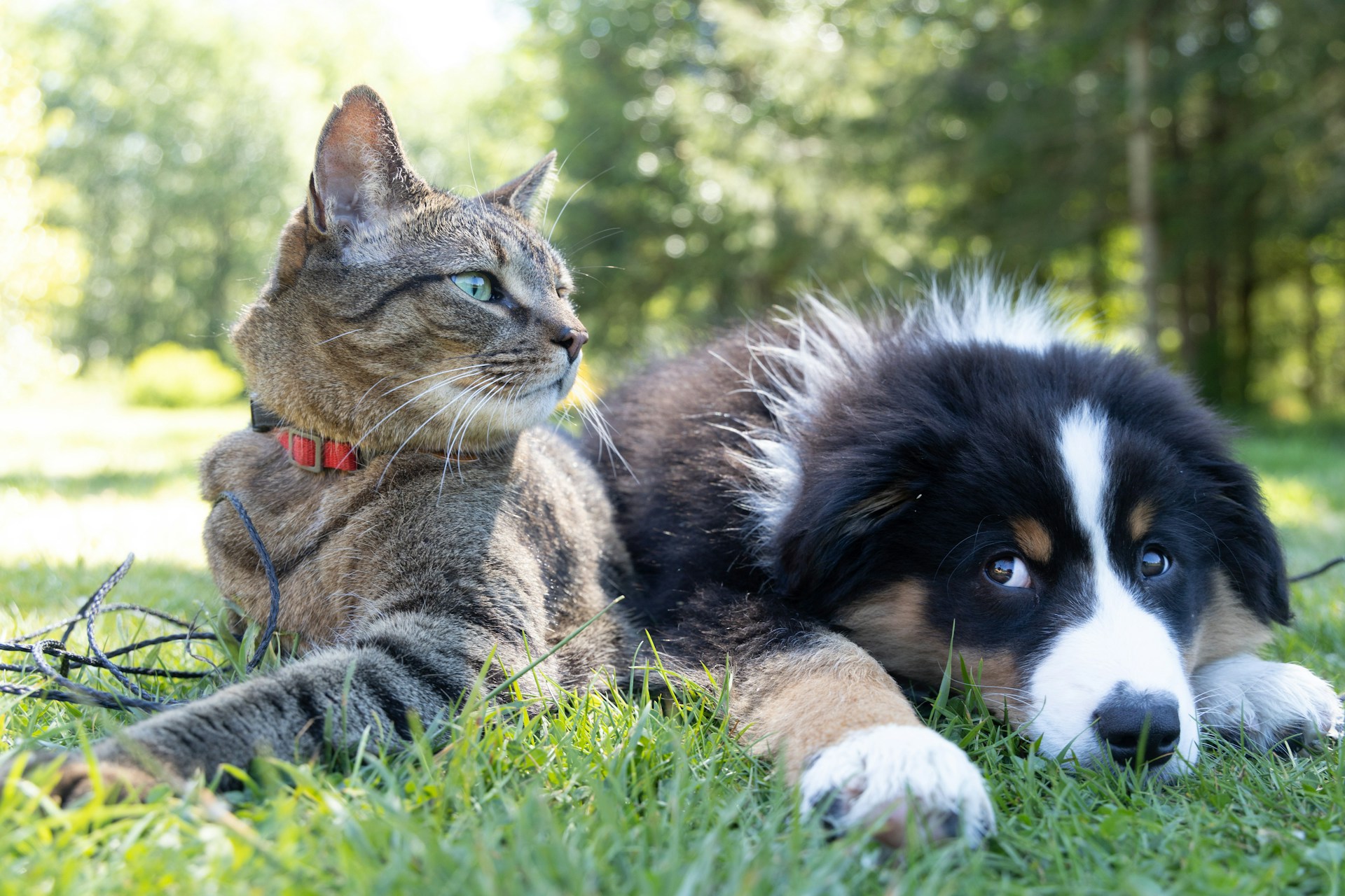 Pet Preparedness Tips