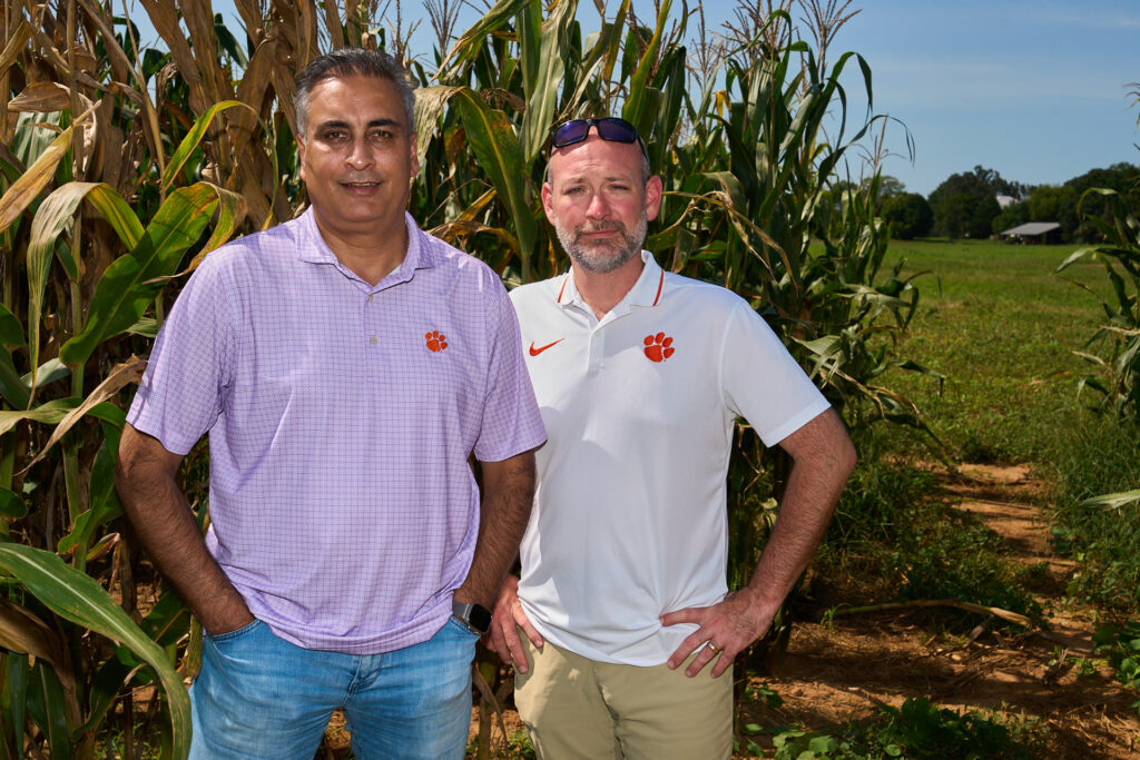 A man wering a purple polo shirt with a tiger paw and a man wearing a white polo shirt with a tiger paw with sunglasses raised up onto his forehead stand in a corn field.