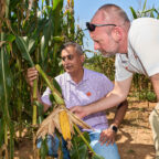A man wearing a purple polo shirt with a tiger paw on it holds a broken corn stalk while a man in a white polo shirt with sunglasses up on his forehead looks at the break. They are in a corn field.
