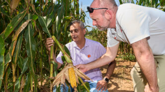 A man wearing a purple polo shirt with a tiger paw on it holds a broken corn stalk while a man in a white polo shirt with sunglasses up on his forehead looks at the break. They are in a corn field.