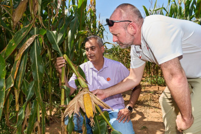 A man wearing a purple polo shirt with a tiger paw on it holds a broken corn stalk while a man in a white polo shirt with sunglasses up on his forehead looks at the break. They are in a corn field.