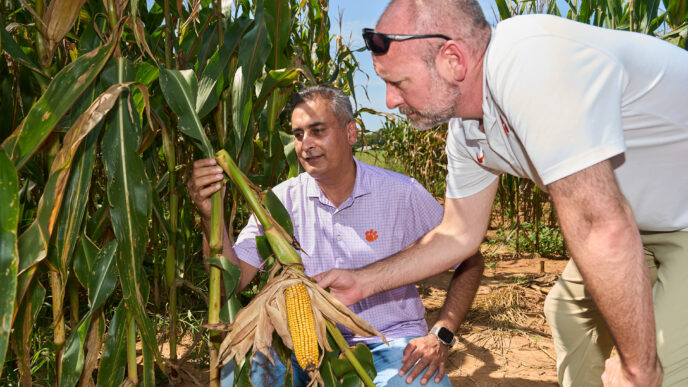 A man wearing a purple polo shirt with a tiger paw on it holds a broken corn stalk while a man in a white polo shirt with sunglasses up on his forehead looks at the break. They are in a corn field.