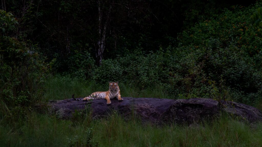 tiger laying on a tree at dusk