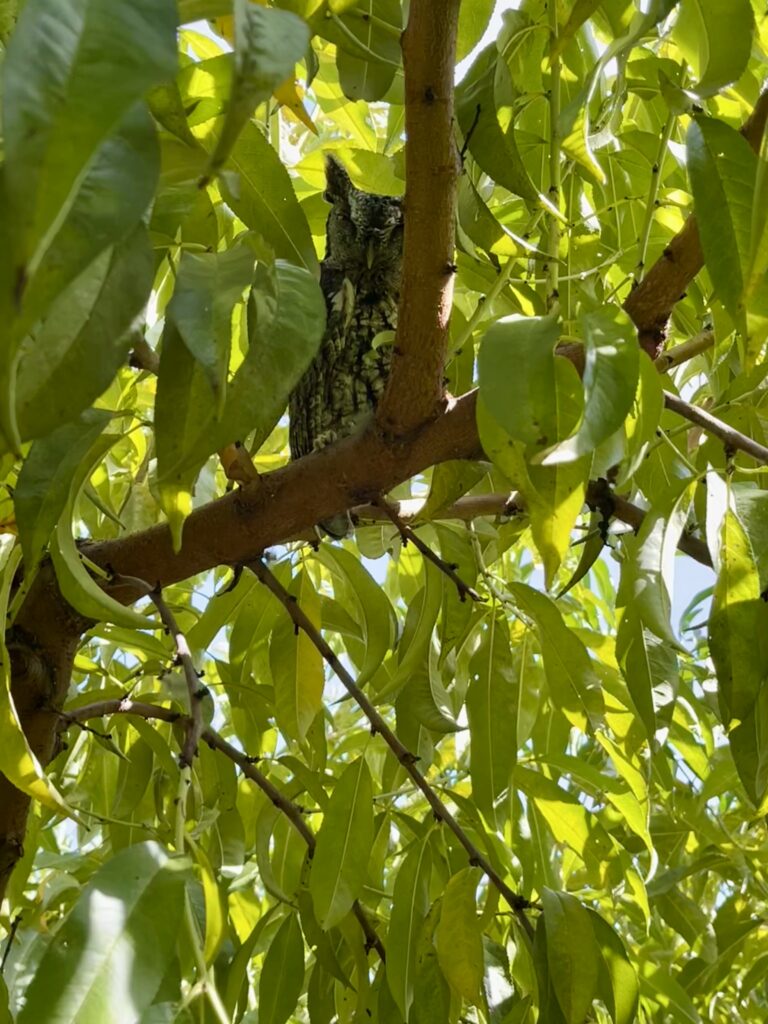 Eastern Screech Owl in a peach tree