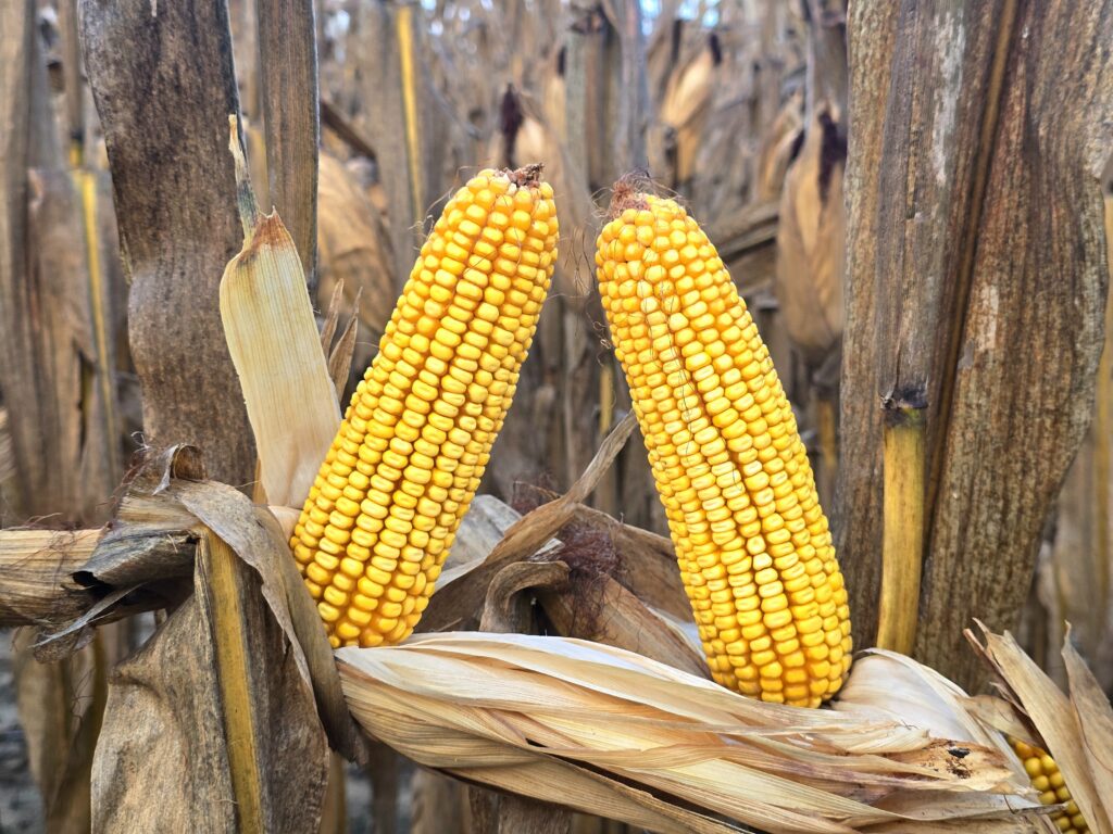 Two golden ears of corn