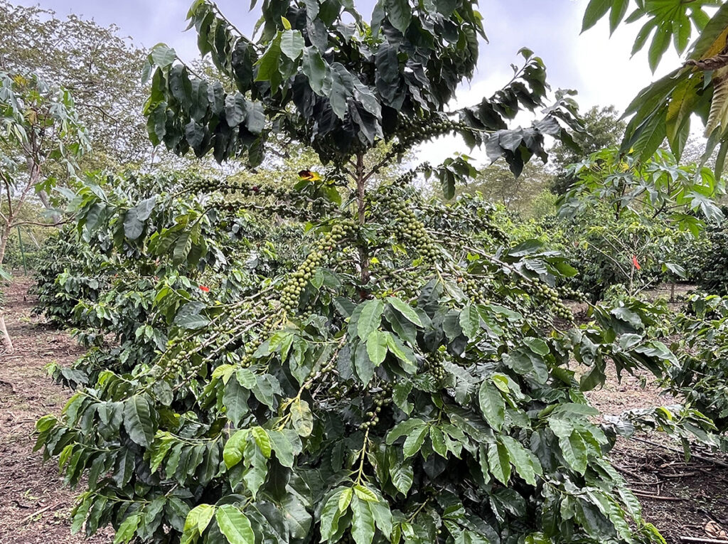 Coffee grows on leafy, woody shrubs that produce brightly colored coffee cherries. Coffee beans are the seeds of those cherries. (Photo by World Coffee Research)