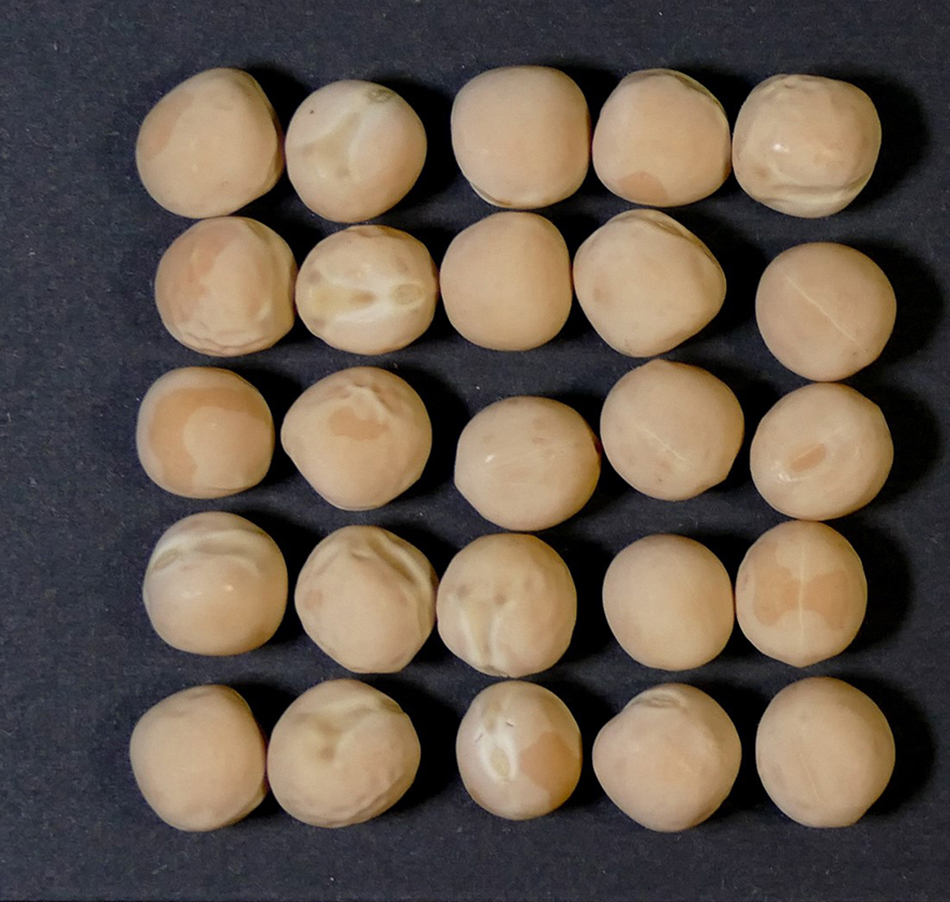 Carolina Amber is an extra-small yellow pea developed for food processors.
