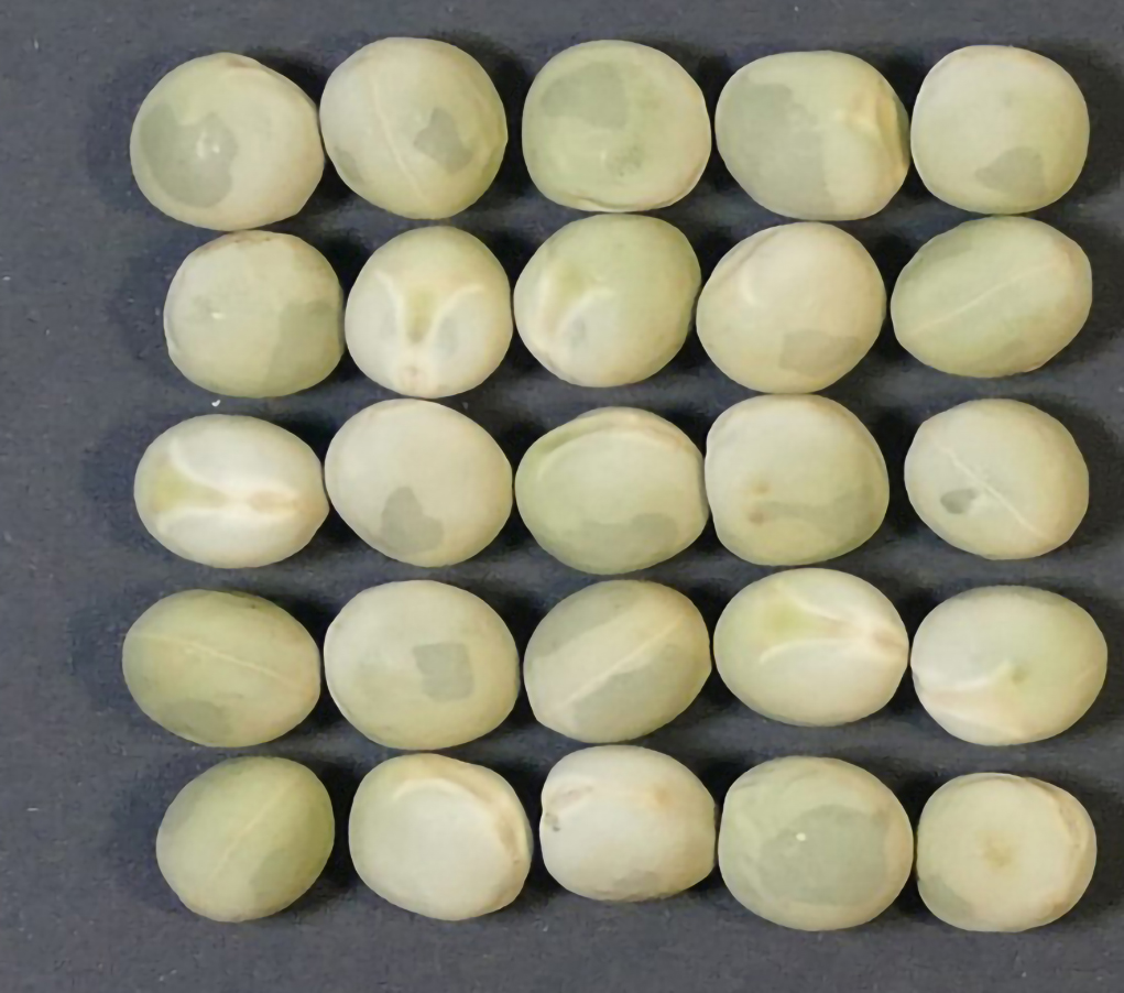 Emerald is a green-seeded field pea that performs well in clay loam soils.