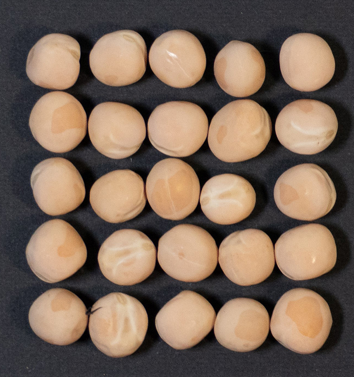 Emerson is an early-maturing yellow field pea for coastal regions.