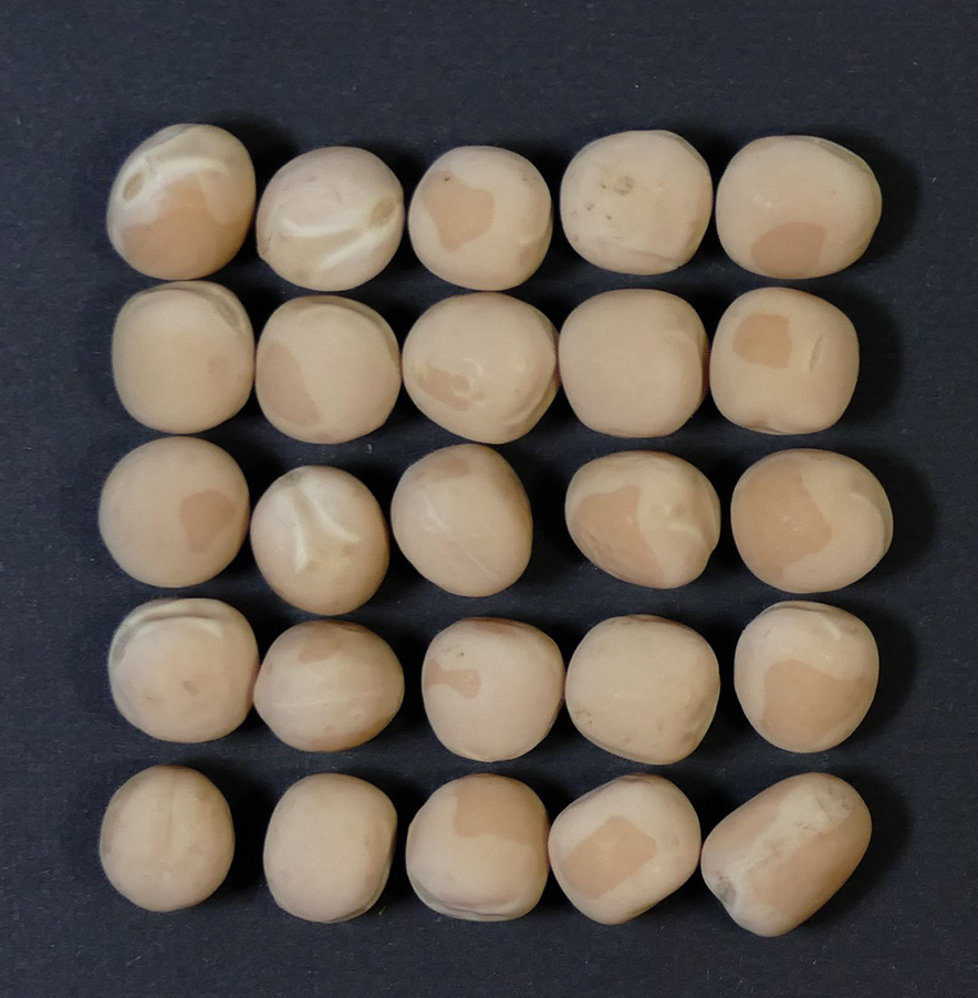 Jemini balances yield, protein and starch quality for culinary uses, canning and milling.