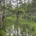 Development and land-use changes are putting pressure on Carolina Bays - oval-shaped, rain-fed wetlands found throughout South Carolina’s Coastal Plain