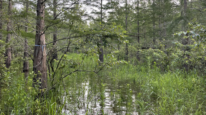 Development and land-use changes are putting pressure on Carolina Bays - oval-shaped, rain-fed wetlands found throughout South Carolina’s Coastal Plain