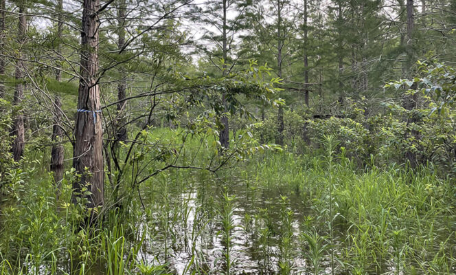 Development and land-use changes are putting pressure on Carolina Bays - oval-shaped, rain-fed wetlands found throughout South Carolina’s Coastal Plain