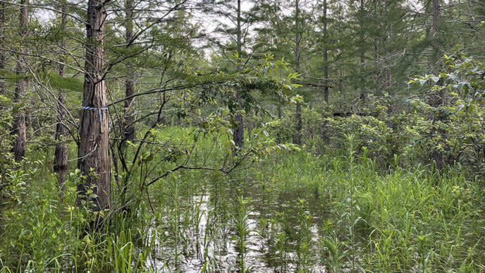 Development and land-use changes are putting pressure on Carolina Bays - oval-shaped, rain-fed wetlands found throughout South Carolina’s Coastal Plain