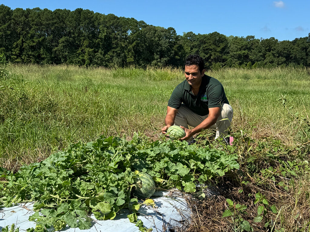 Rahul Kumar, a Clemson postdoctoral researcher, works with R. Karthikeyan of Clemson, and Shaker Kousik of the USDA-ARS to develop tools to help breeders identify and incorporate promising traits in new lines, giving watermelon growers ways to protect their crops from diseases.