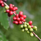 Coffee cherries are small, round, grape-sized stone fruit that grow on coffee plants. Hidden inside each cherry is a seed, commonly known as a "coffee bean." (Photo by the University of Hawaii at Mānoa, College of Tropical Agriculture and Human Resilience)