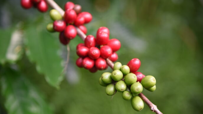 Coffee cherries are small, round, grape-sized stone fruit that grow on coffee plants. Hidden inside each cherry is a seed, commonly known as a "coffee bean." (Photo by the University of Hawaii at Mānoa, College of Tropical Agriculture and Human Resilience)